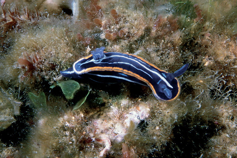 Hypselodoris gasconi